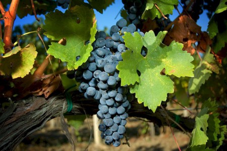 chianti grapes