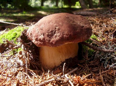 Porcino rosso Boletus pinophilus