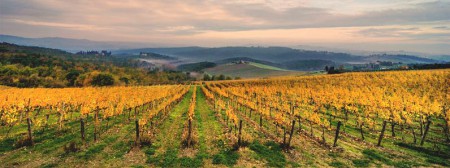 The vineyards of Chiocchio in Chianti, Tuscany