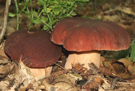 porcini mushrooms