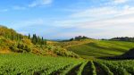 Chianti tourist information and travel guide
