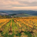 The vineyards of Chiocchio in Chianti, Tuscany