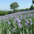 Irises in San Polo