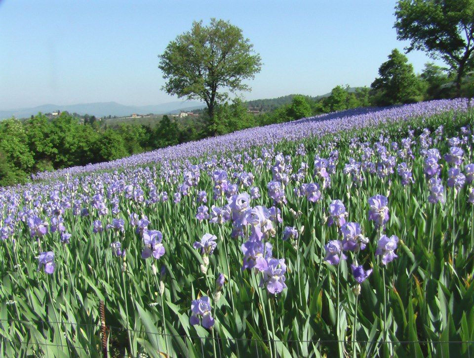 Irises in San Polo