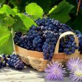 Chianti Classico wine grapes