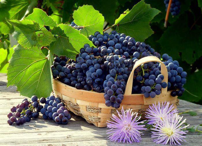 Chianti Classico wine grapes