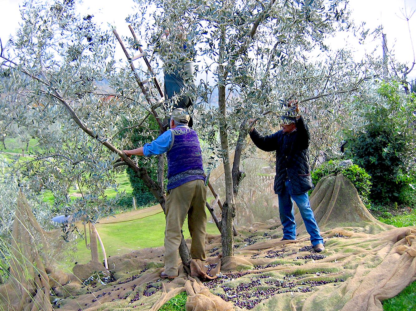 Chianti olive oil